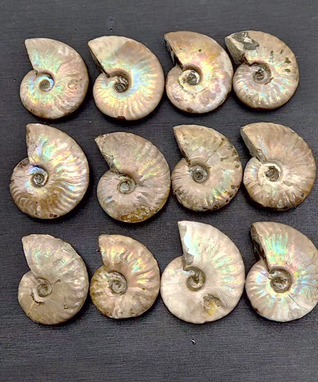 ammonite