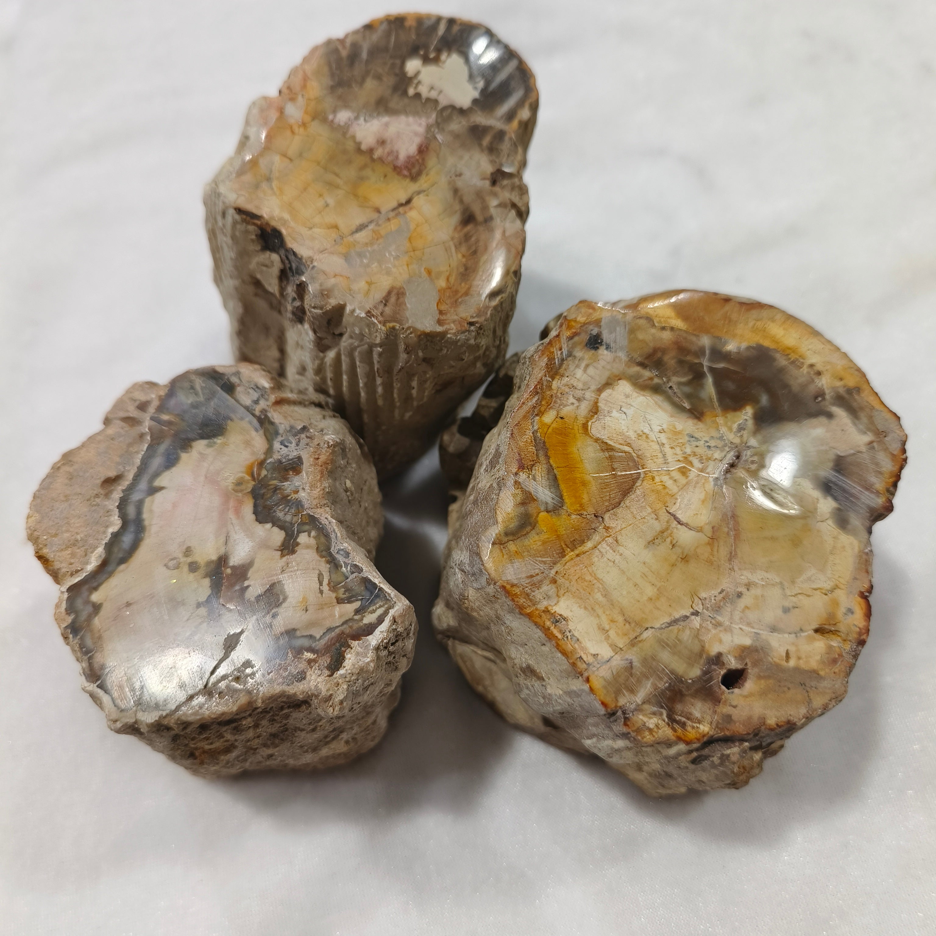 Petrified wood rough stone