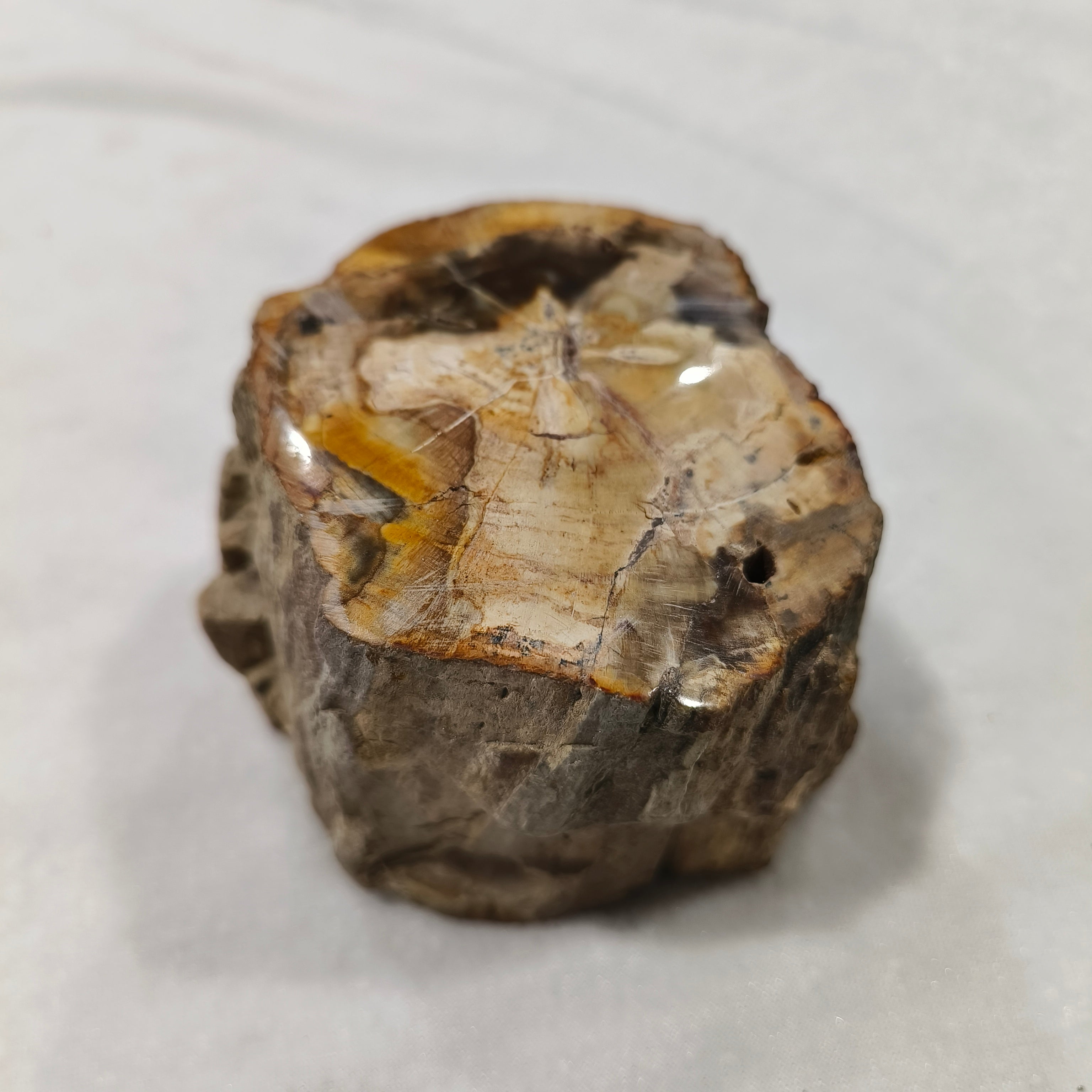 Petrified wood rough stone