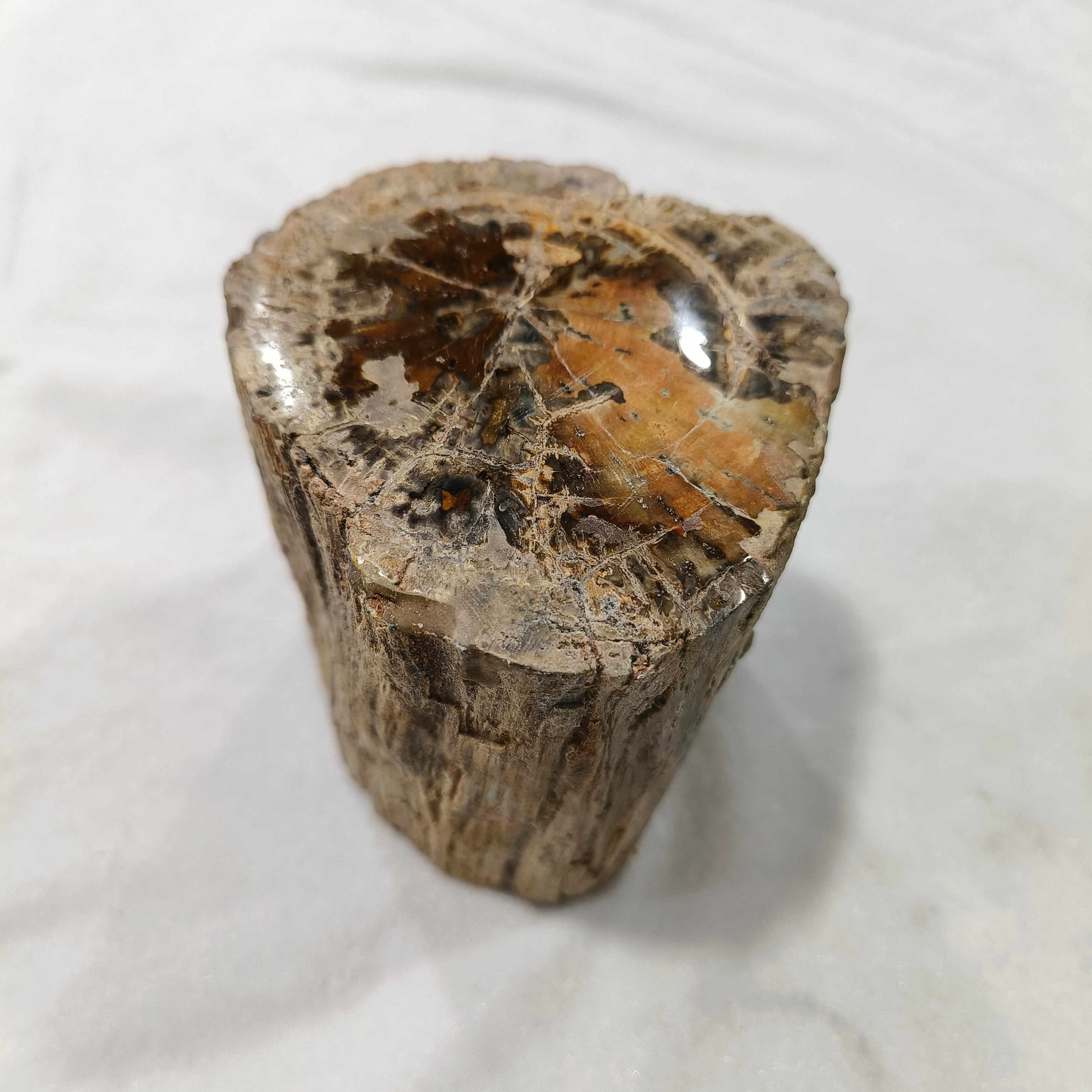 Petrified wood rough stone