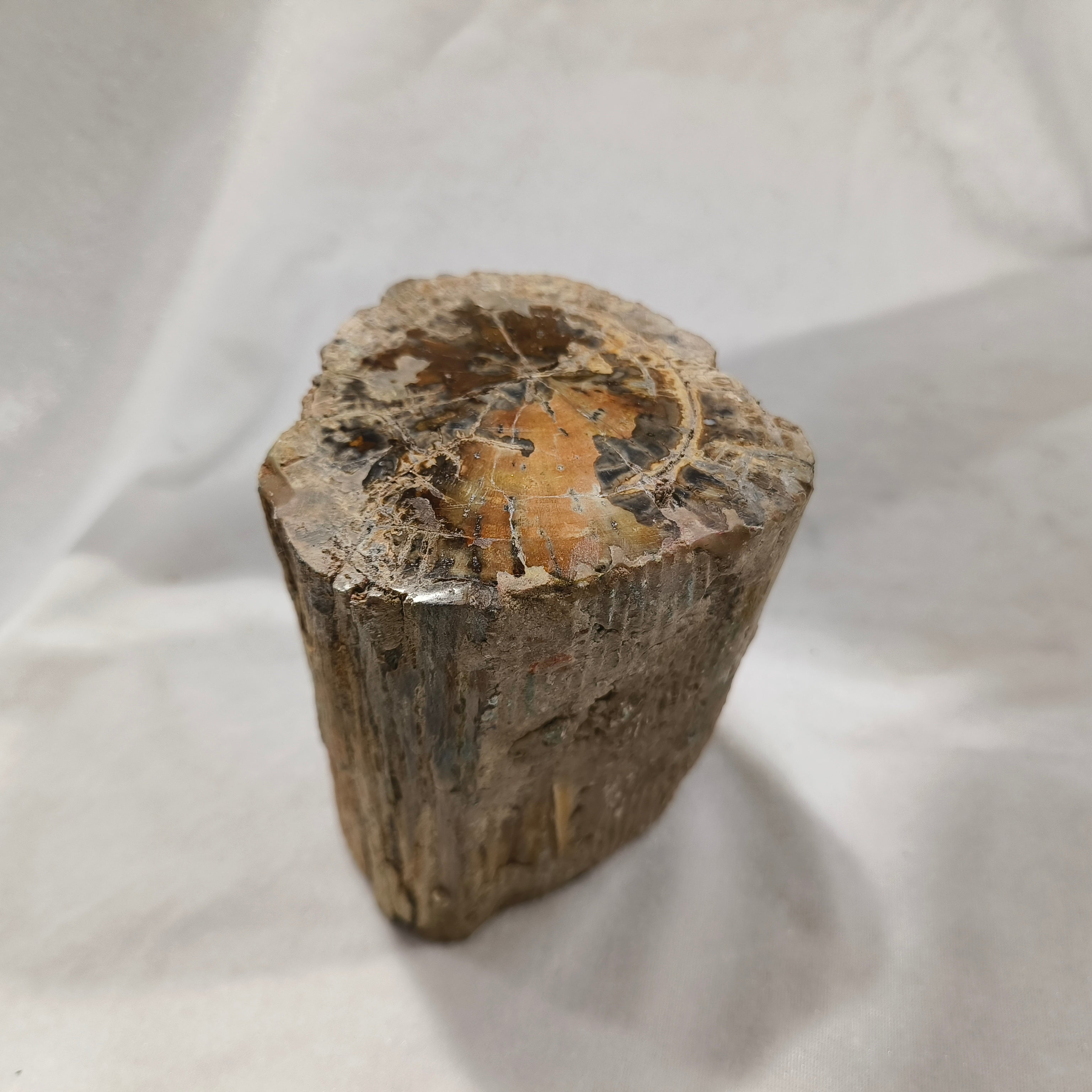 Petrified wood rough stone