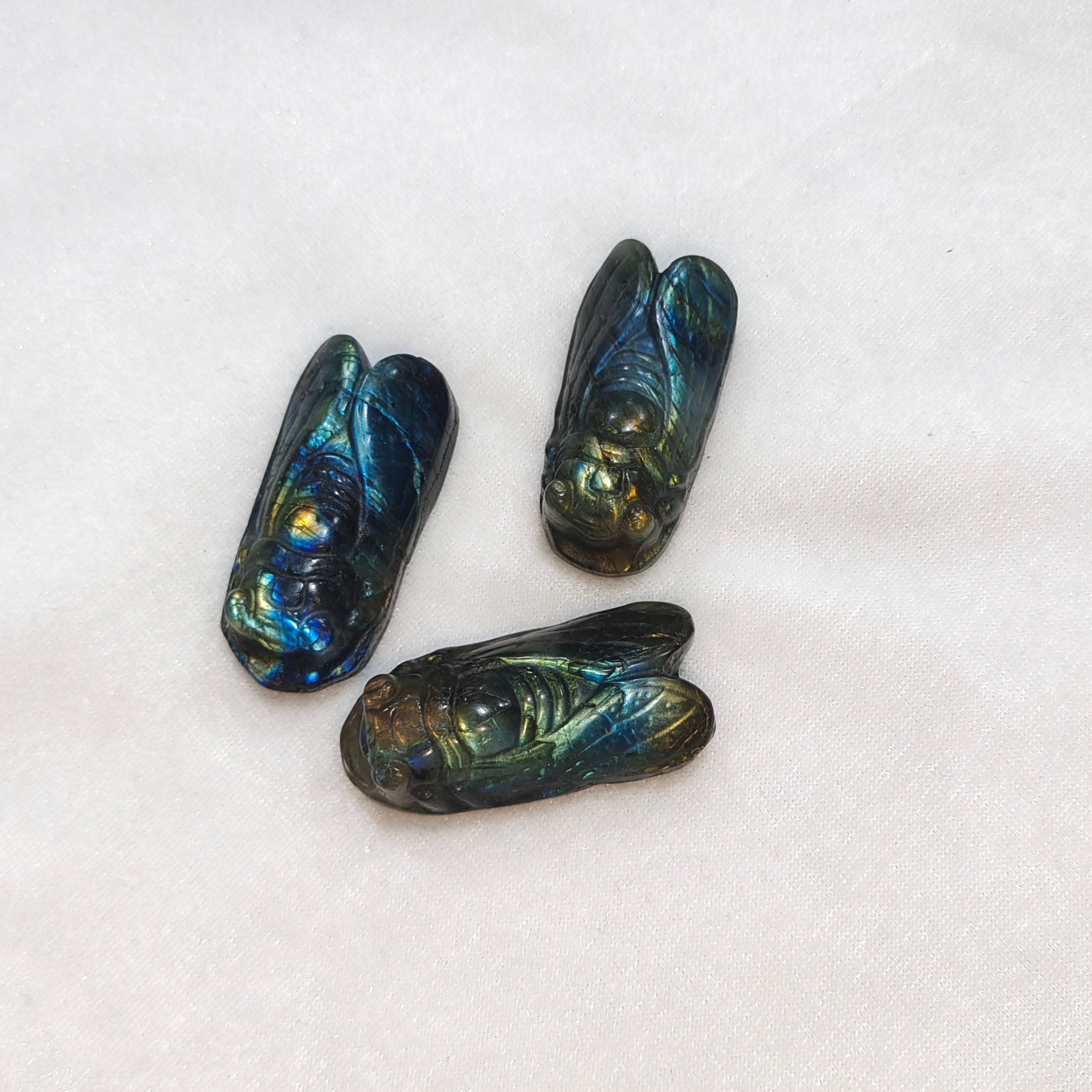 Labradorite cicada